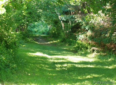 7. woodland path-kab