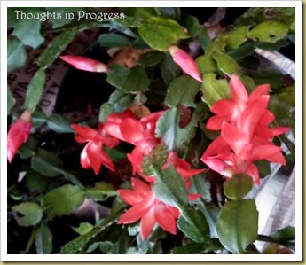 Christmas cactus - Thoughts in Progress