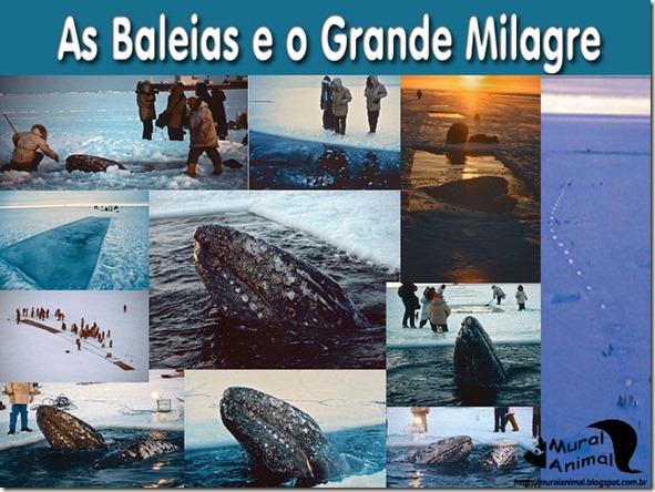 milagre-baleias