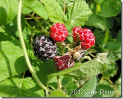 SueReno_WildBlackRaspberries