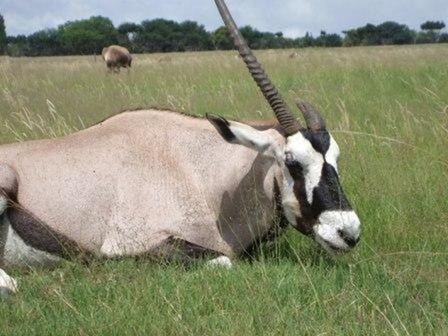 Magnificent Gemsbok