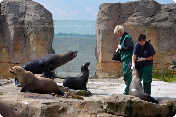 Wremen 20zwölf Tag 6 Zoo am Meer - Seelöwe (4)
