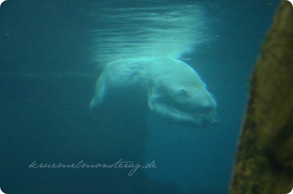 Wremen 20zwölf Tag 6 Zoo am Meer - Eisbär UW
