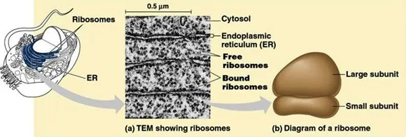 Ribosomes