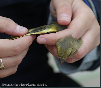 greenfinch-checking-wing
