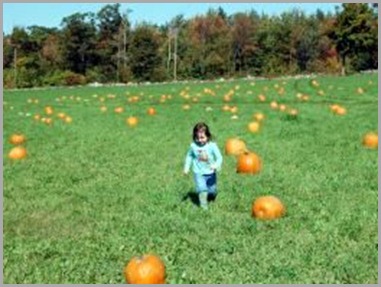 Picking A Pumpkin