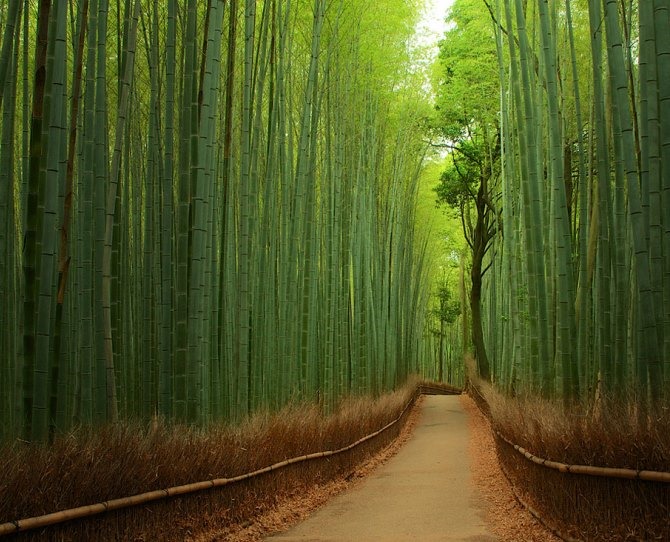 [bamboo-forest3.jpg]
