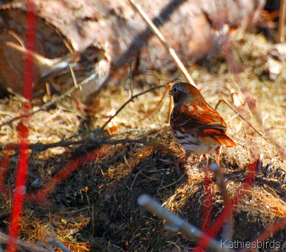 7. Fox and song sparrows-kab