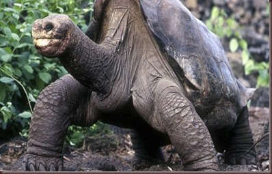 Amazing Animals Pictures Pinta Island tortoise (11)