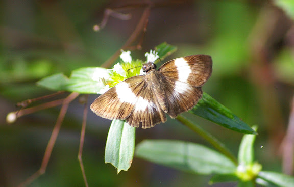 Hesperiidae : Potomanaxas unifasciata C. FELDER & R. FELDER, 1867 (?). Amazone Nature Lodge, Montagne de Kaw (Guyane). 18 novembre 2011. Photo : J.-M. Gayman