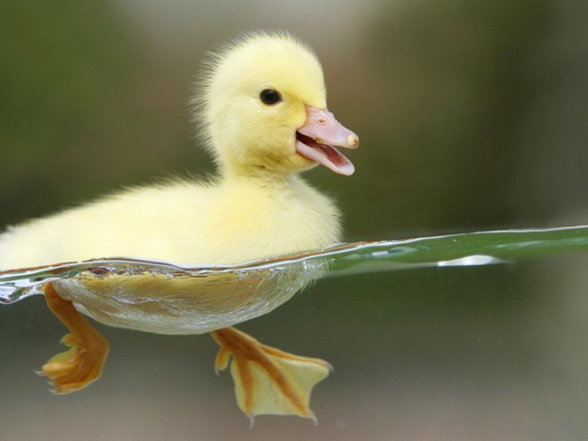 [baby-duck%255B6%255D.jpg]