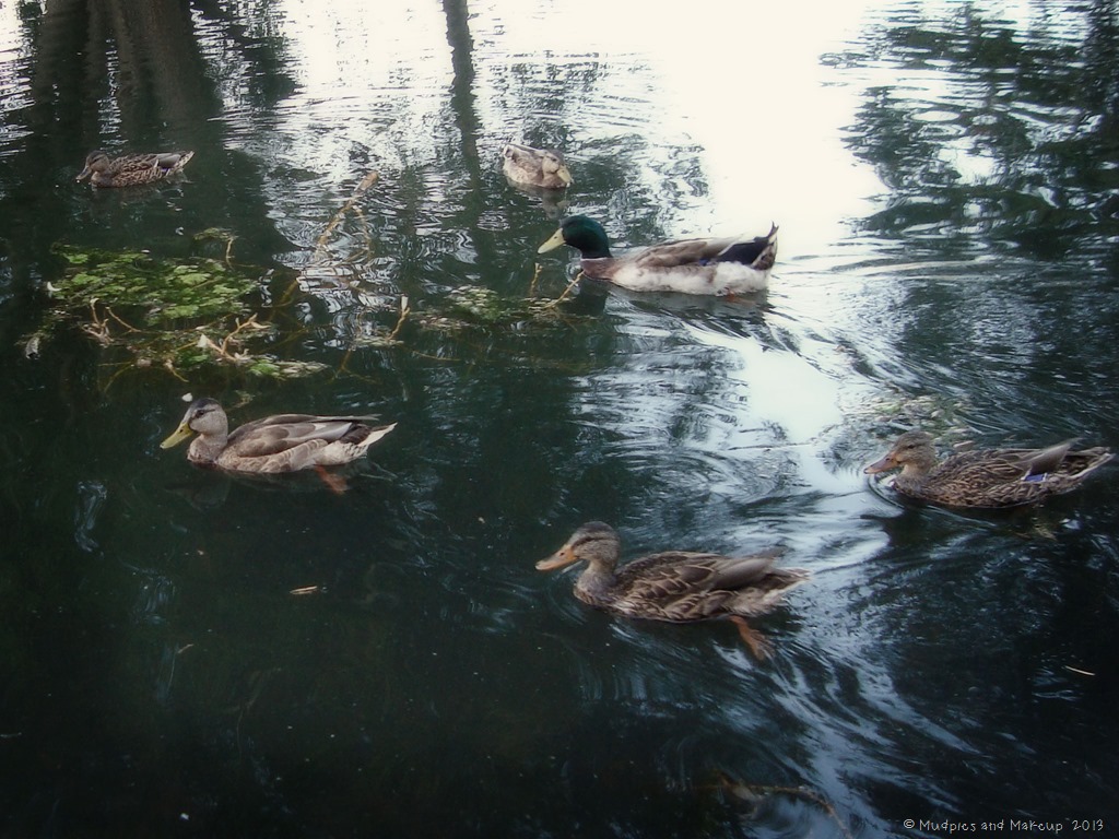 [Fall-2013-ducks-copy4.jpg]