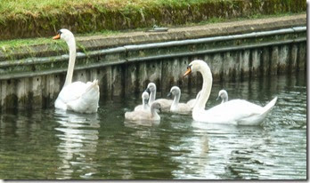 cygnets at Tyle Mill