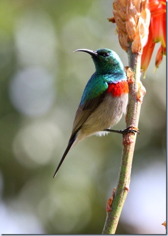 southern_double-collared_sunbird