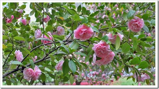 120317_Capitol_Park_Camellia-japonica_45