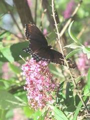 butterfly bush pink w butterfly2. 8.10.13