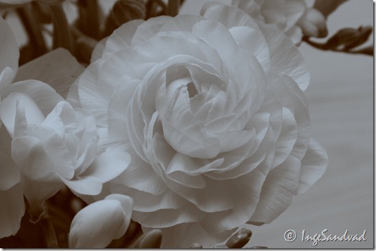 Hvid blomst - duotone