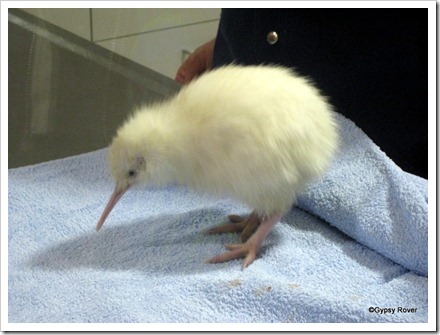 Rare white kiwi at Pukaha, Mt Bruce's National Wildlife Centre is only 15 days old.
