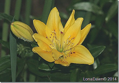 Lily Yellow Oriental