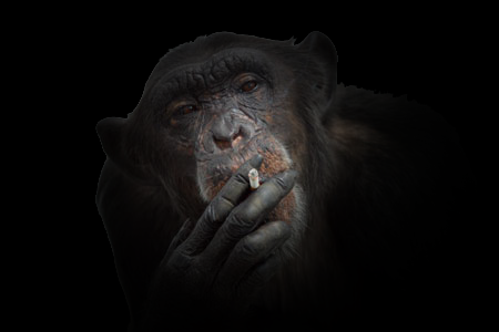 [monkey-smoking%255B4%255D.png]