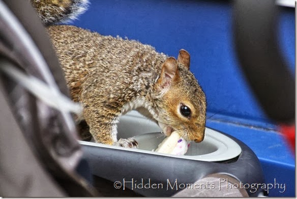 If You Give A Squrrel a Cookie 6
