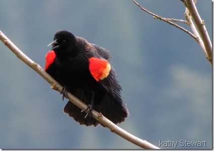 Red-wing Blackbird