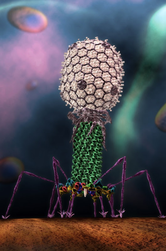 A frame from a Seyet LLC-generated visualization based on research by Michael G. Rossmann, the Hanley Distinguished Professor of Biological Sciences in Purdue University’s College of Science. The image depicts Rossmann’s research on the T4 virus as it penetrates the cell membrane of the E. coli bacterium, which the virus infects.
