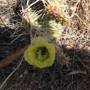 Prickly pair cactus