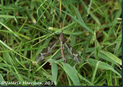 Cranefly-Tipula-Maxima