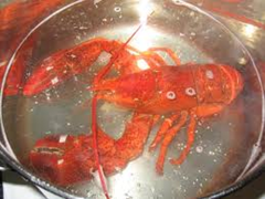 boiling lobster