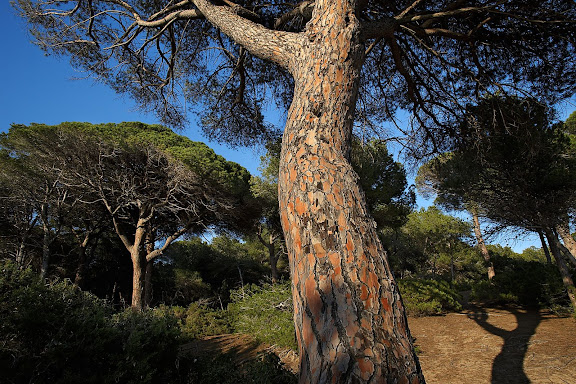 El bosc de la Marquesa, punta de la Creueta, espai natural protegit, extrem nord de la platja Llarga,
Tarragona, Tarragonès, Tarragona