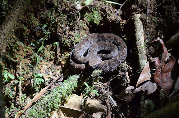 Grage "petits carreaux" (Bothrops atrox). Sentiers du Grand Boeuf Mort, Saül, 18 novembre 2012. Photo : M. Belloin