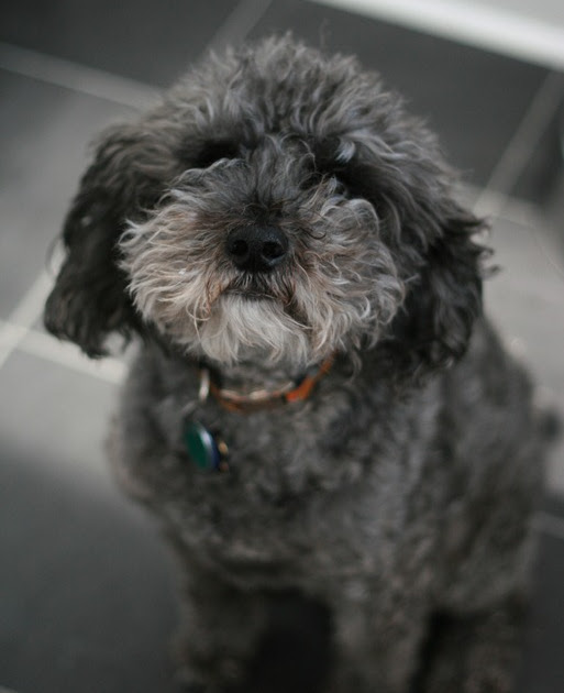 Burns Dog Food Uk Reviews Burns Dog Food Uk Reviews