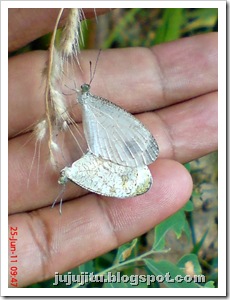 kupu-kupu Psyche (Leptosia nina) 