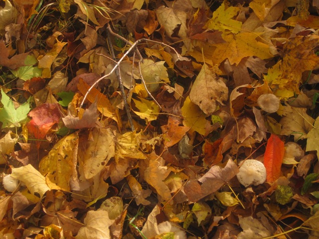 [October_Leaves_II_by_mistshadow2k4%255B3%255D.jpg]