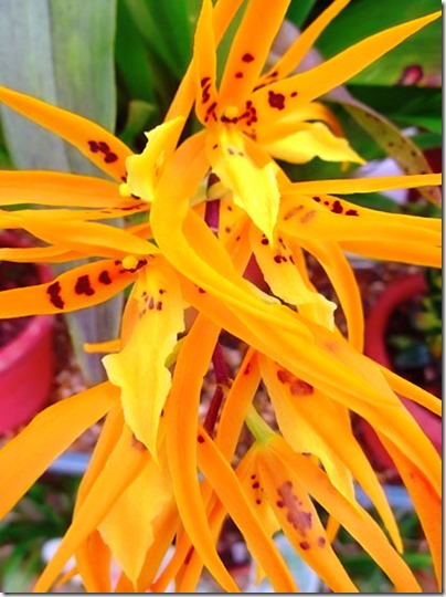 Orange flower-small