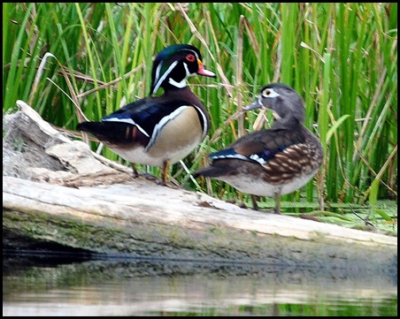08 - Animals - Wood Duck Male and Female2
