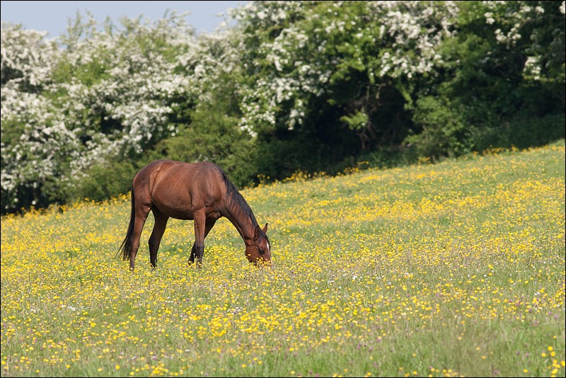 Horse in field of buttercups