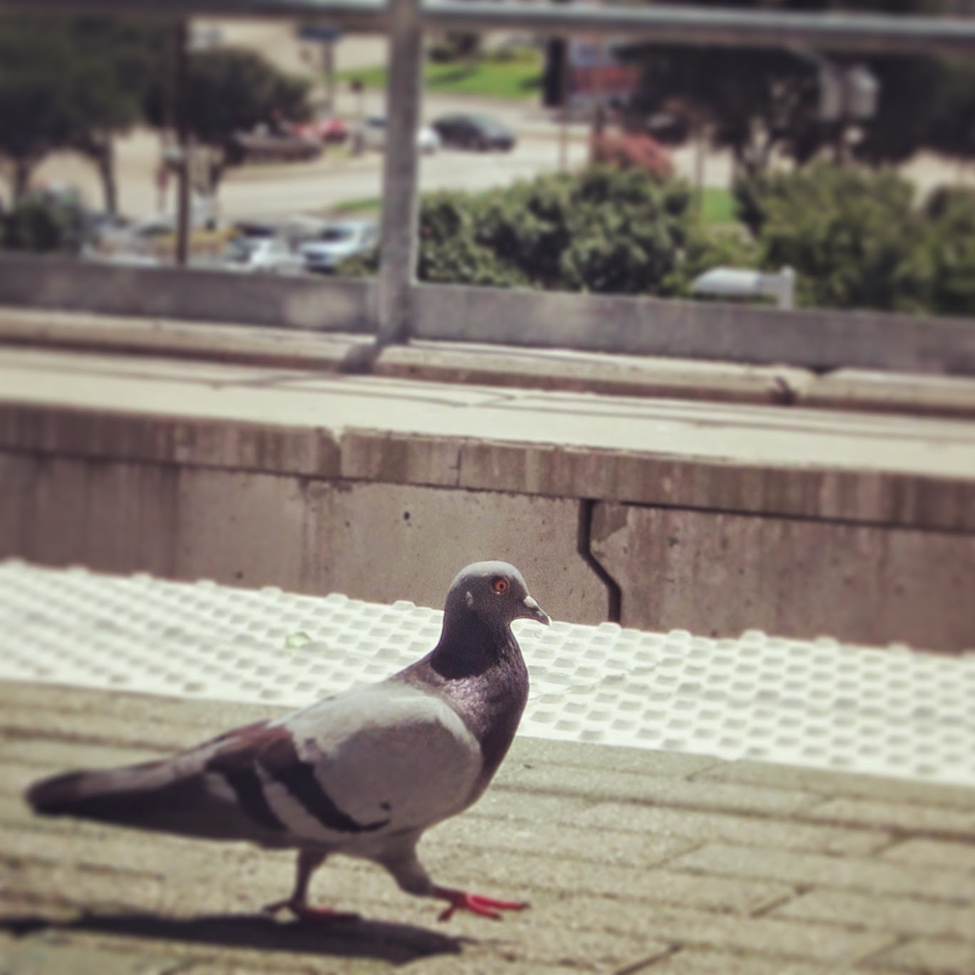 what are this? Dirty bird.