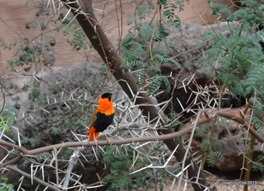 Nick liked this orange bird