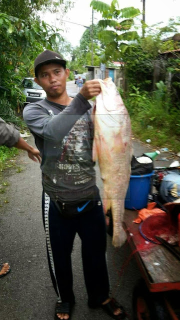 Rekod Ikan Terusan seberat 8.4 Kilo ditangkap di Bintangor 