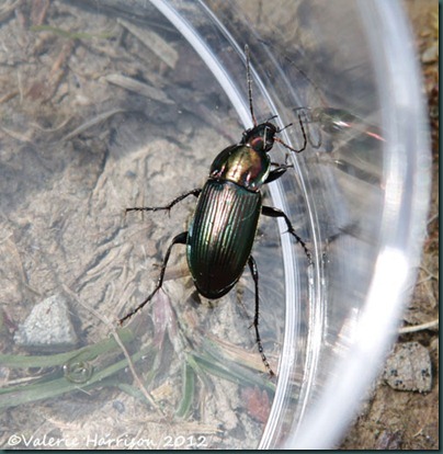 31-beetle