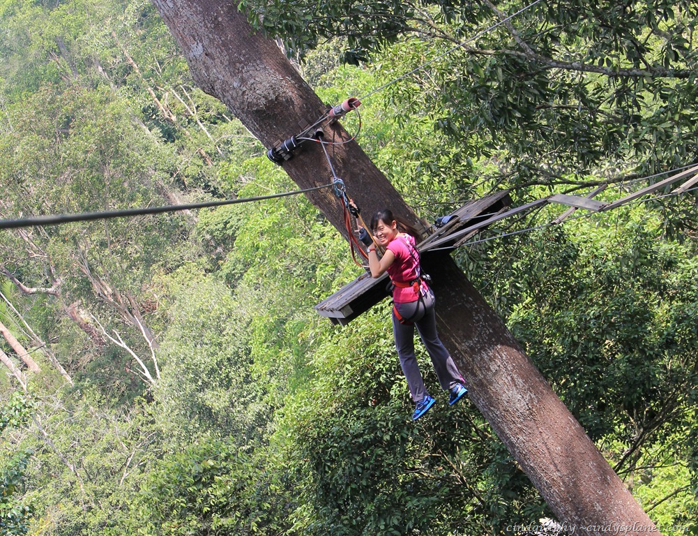 [SkyTrex495.jpg.webp]