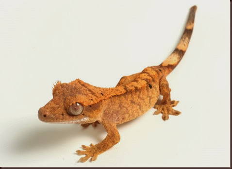 Amazing Animal Pictures crested geckos (7)