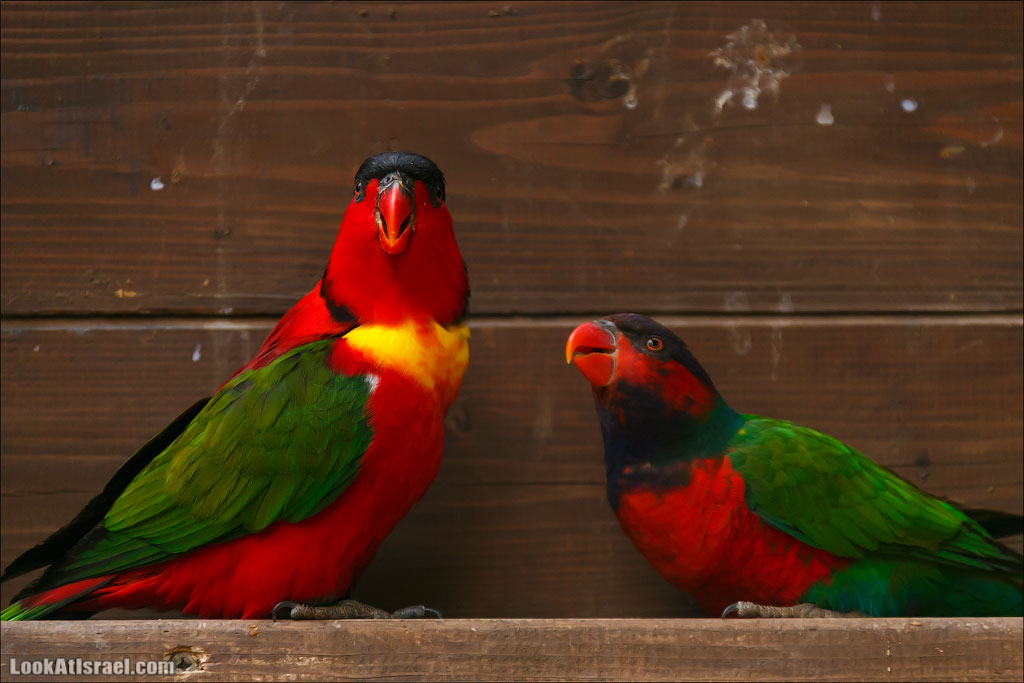 Ган Гуру - парк с кенгуру и другими австралийскими животными | Gan Guru | גן גורו | LookAtIsrael.com - Фото путешествия по Израилю