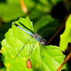 Little Blue Dragonlet Dragonfly