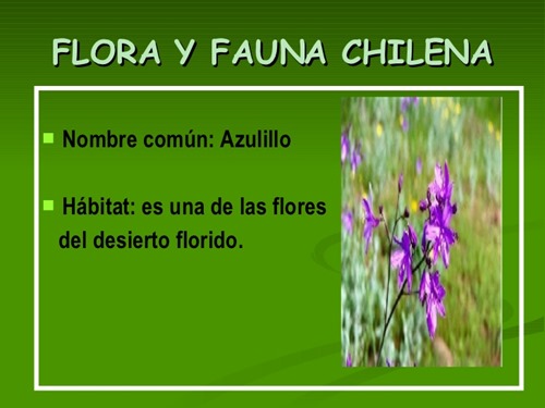 flora y fauna chilena (15)