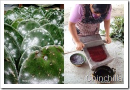 Cactus Salad | Cochimilla