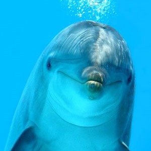 [Amazing%2520Animals%2520Pictures%2520Dolphin%2520%252810%2529%255B4%255D.jpg]