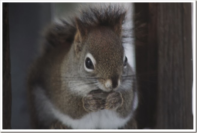 squirrel 2.14 049